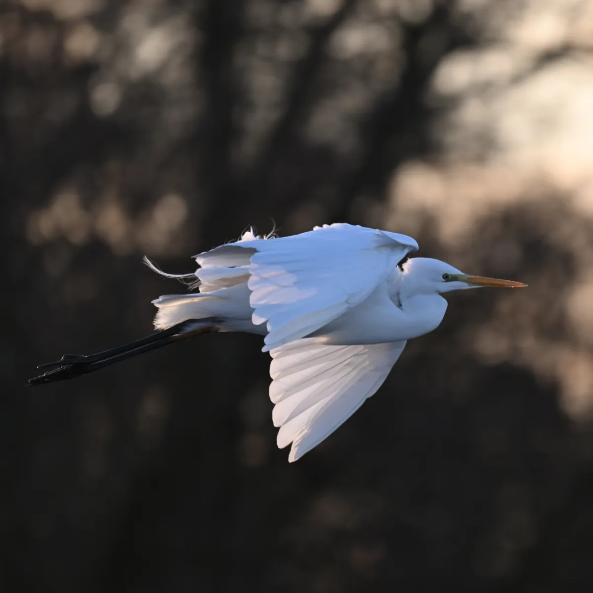 Gespotte Grote zilverreiger