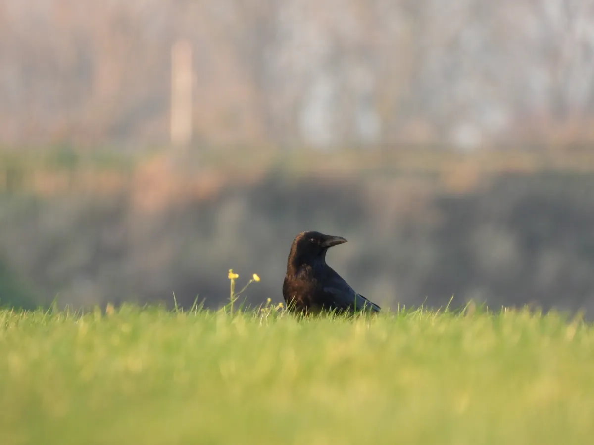 Gespotte Zwarte kraai