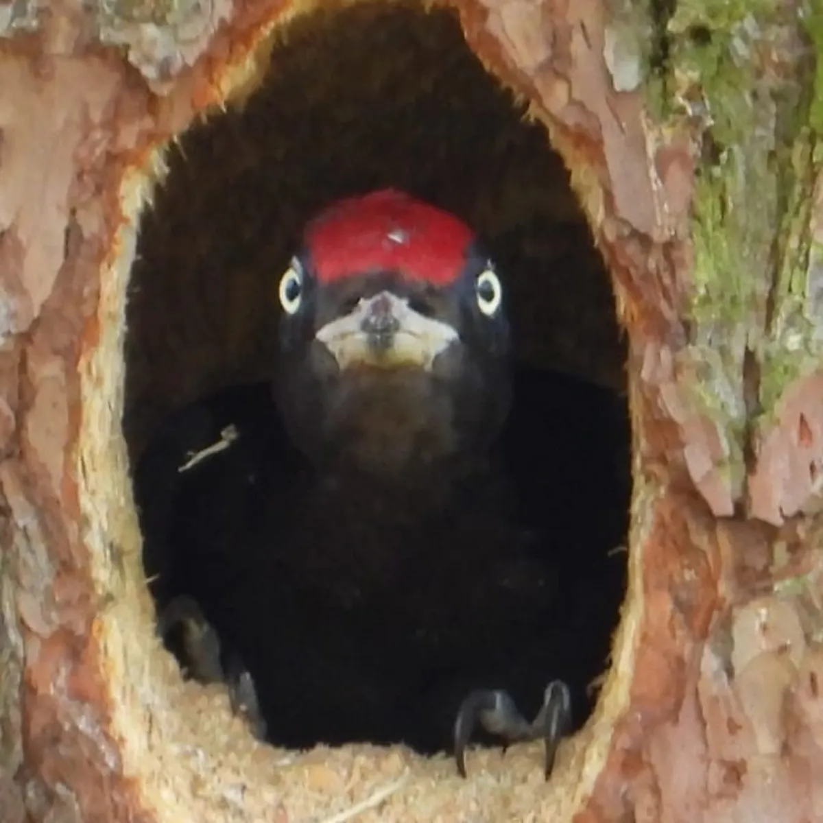 Gespotte Zwarte specht