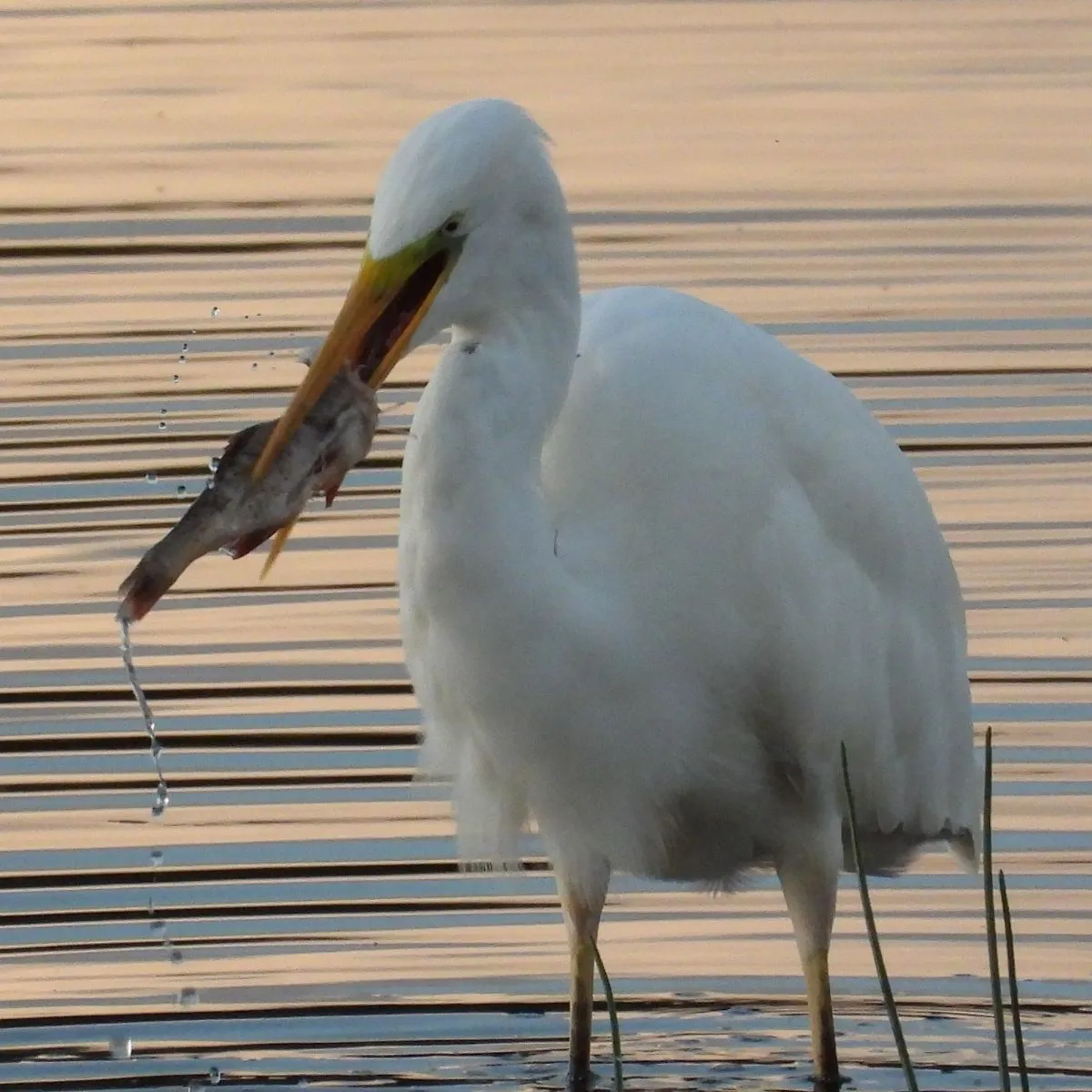 Gespotte Grote zilverreiger