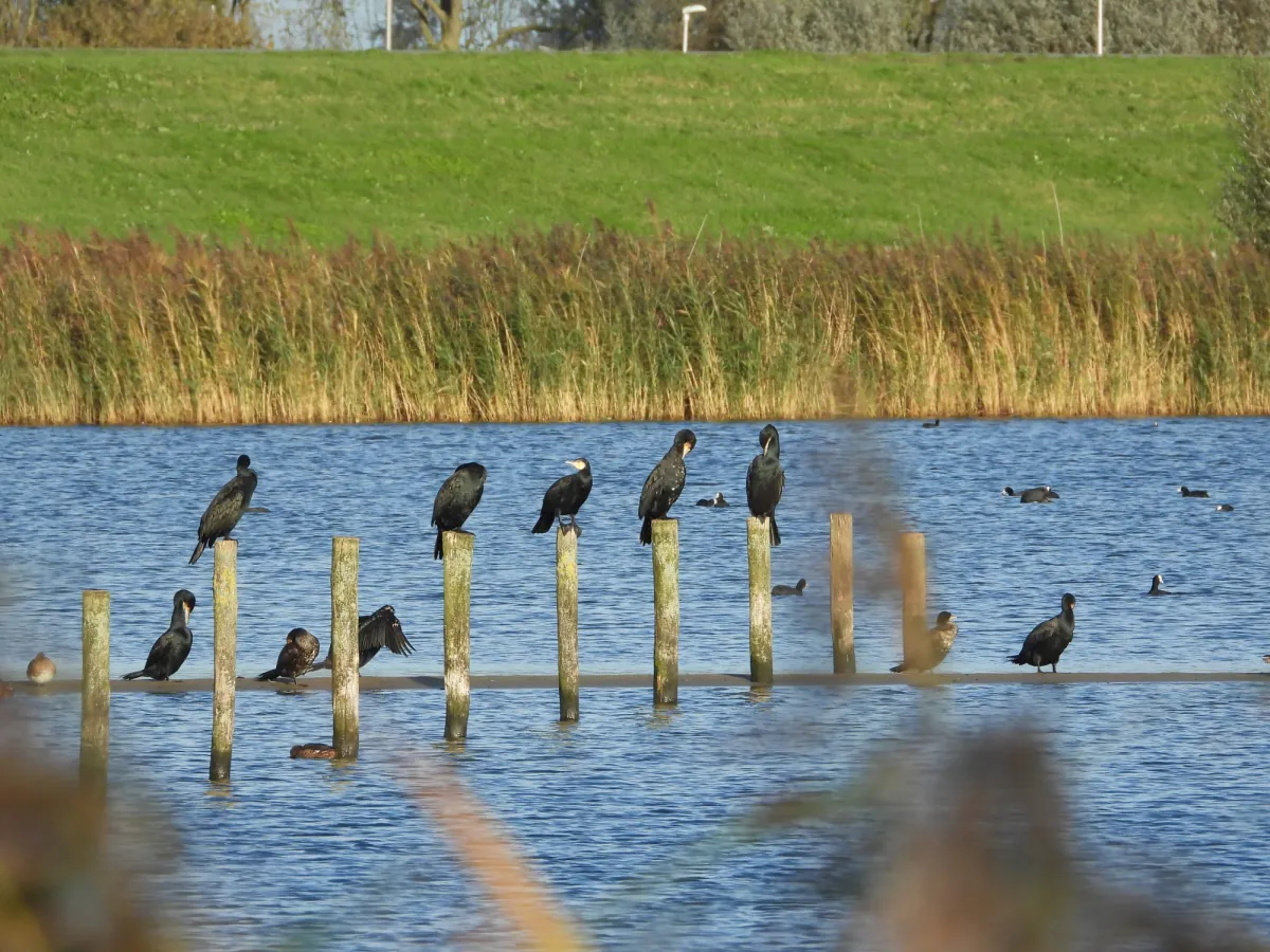 Gespotte Aalscholver