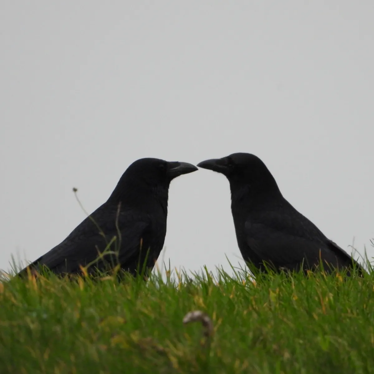 Gespotte Zwarte kraai