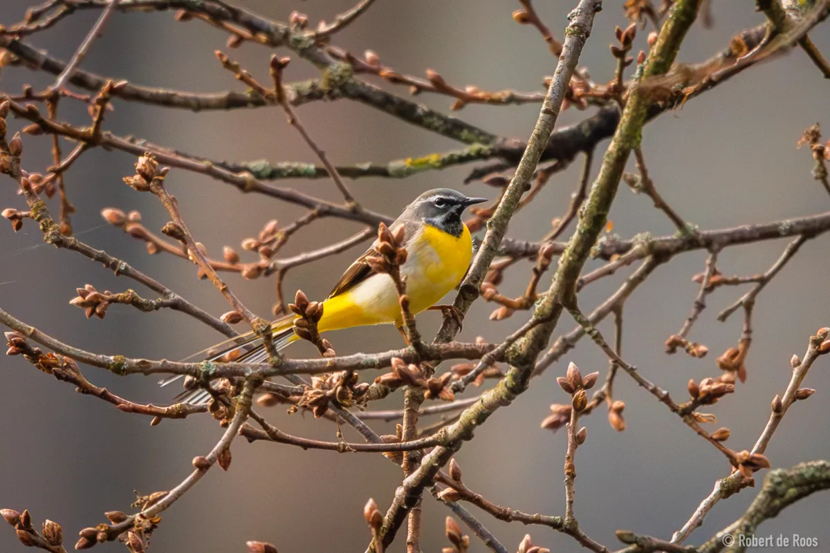 Gespotte Grote gele kwikstaart