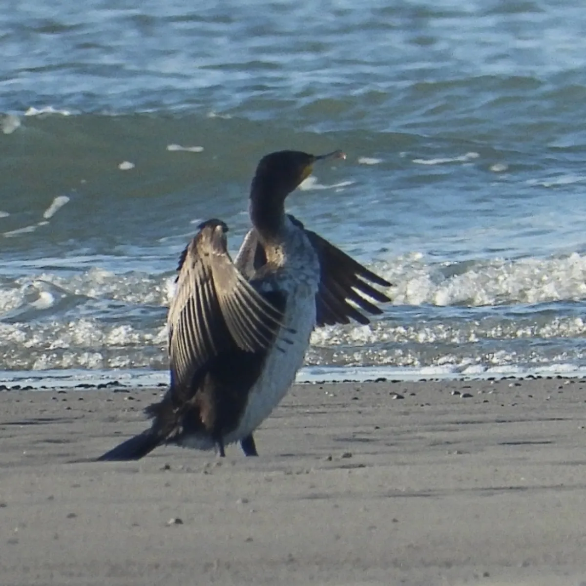 Gespotte Aalscholver