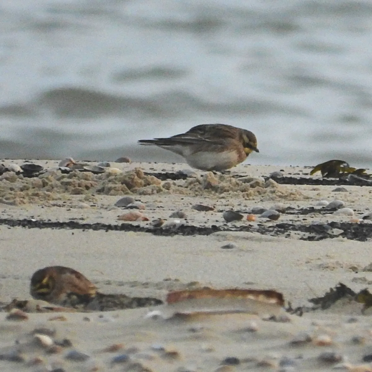 Gespotte Strandleeuwerik