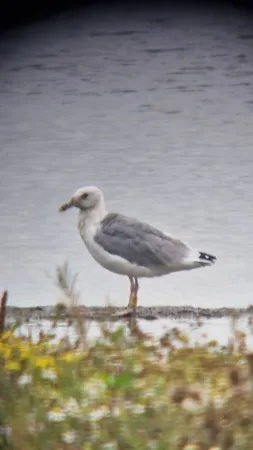 Gespotte Pontische meeuw