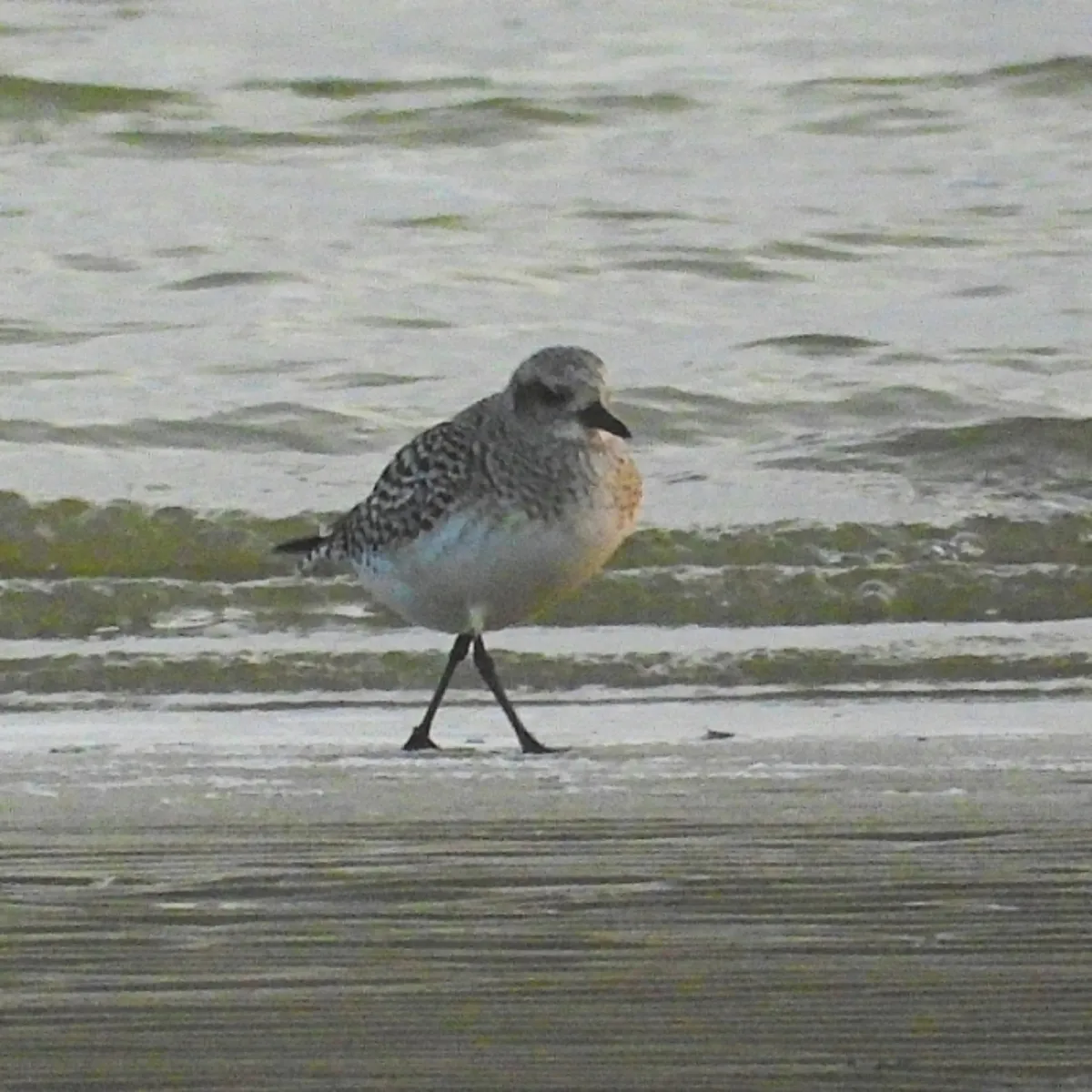 Gespotte Zilverplevier