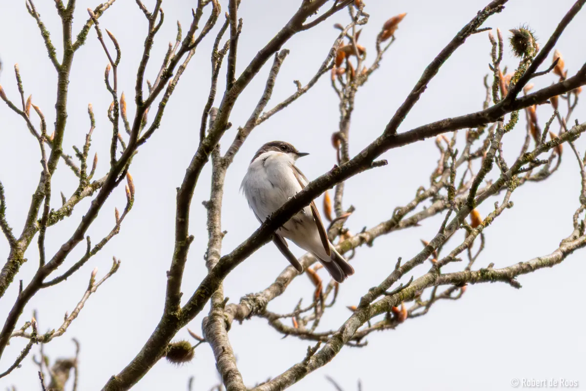 Gespotte Bonte vliegenvanger