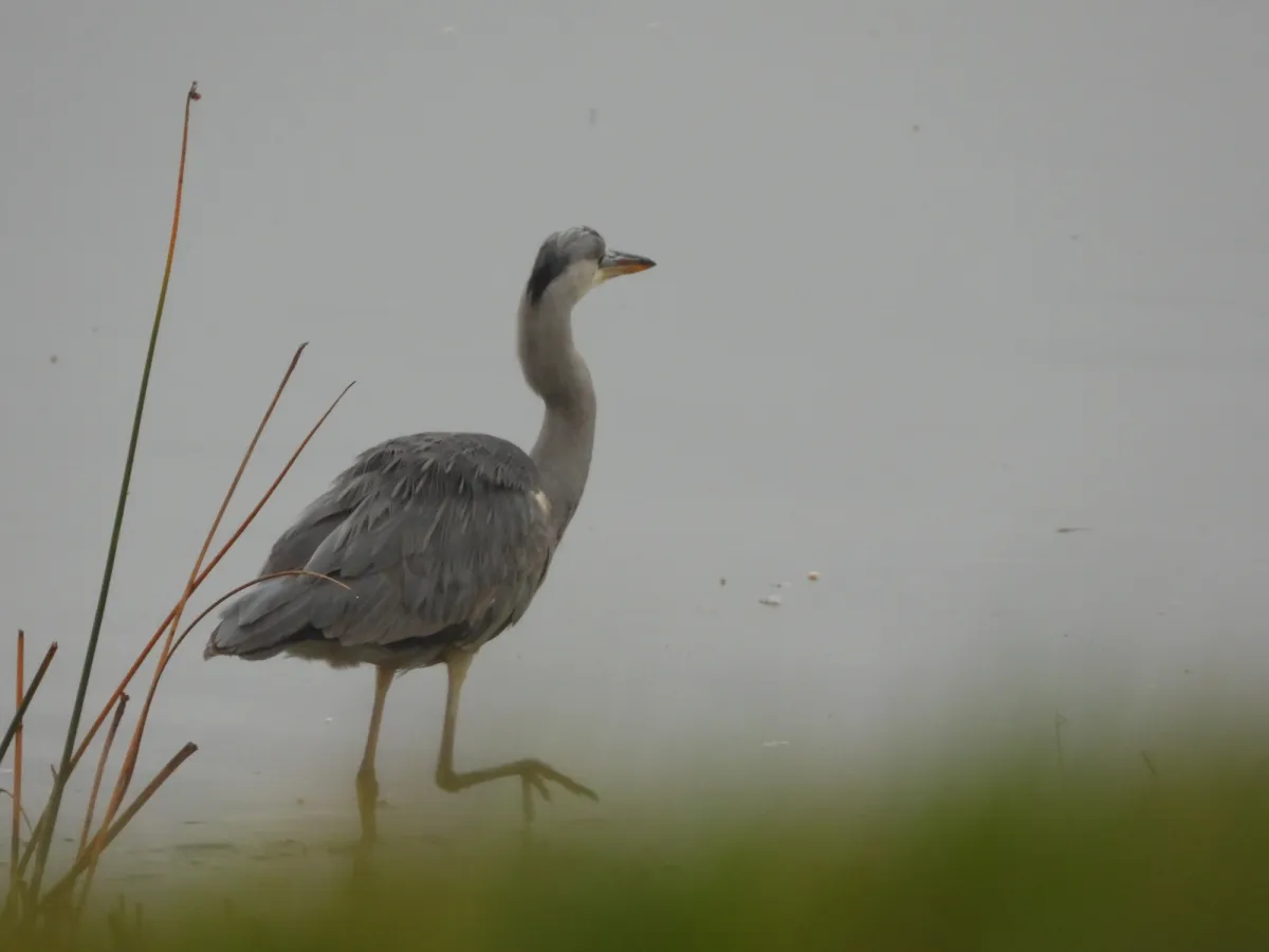 Gespotte Blauwe reiger