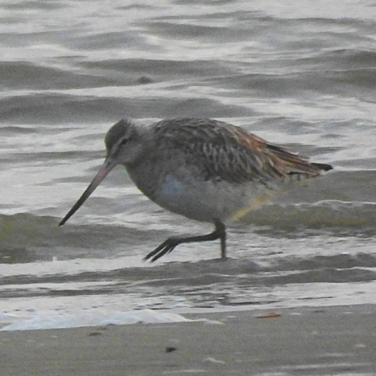 Gespotte Rosse grutto