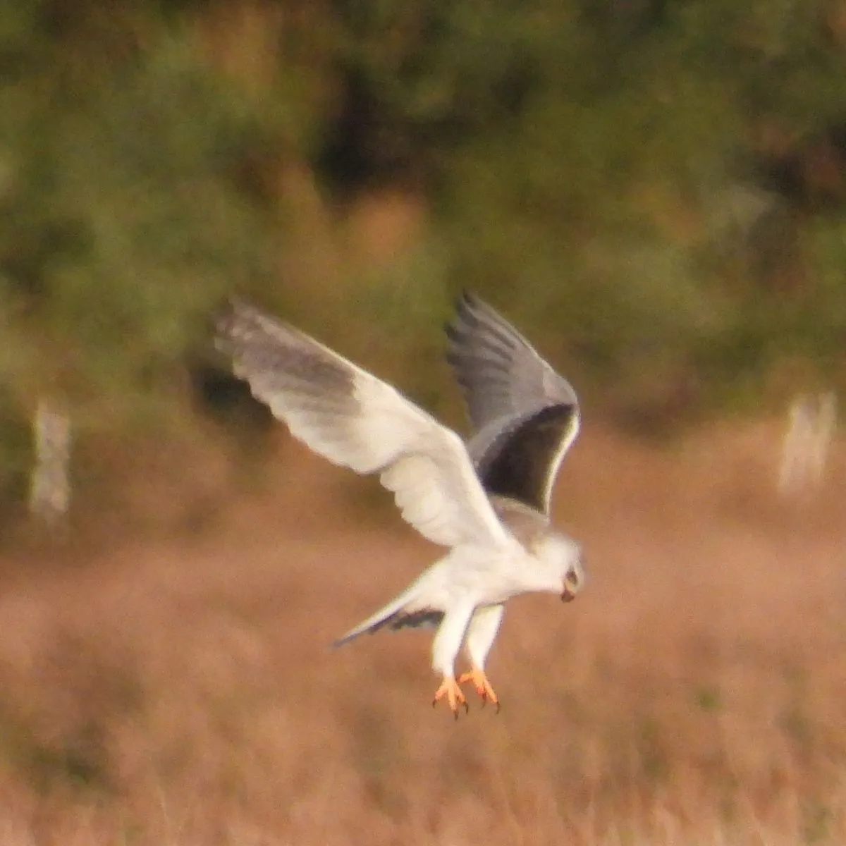 Gespotte Grijze wouw