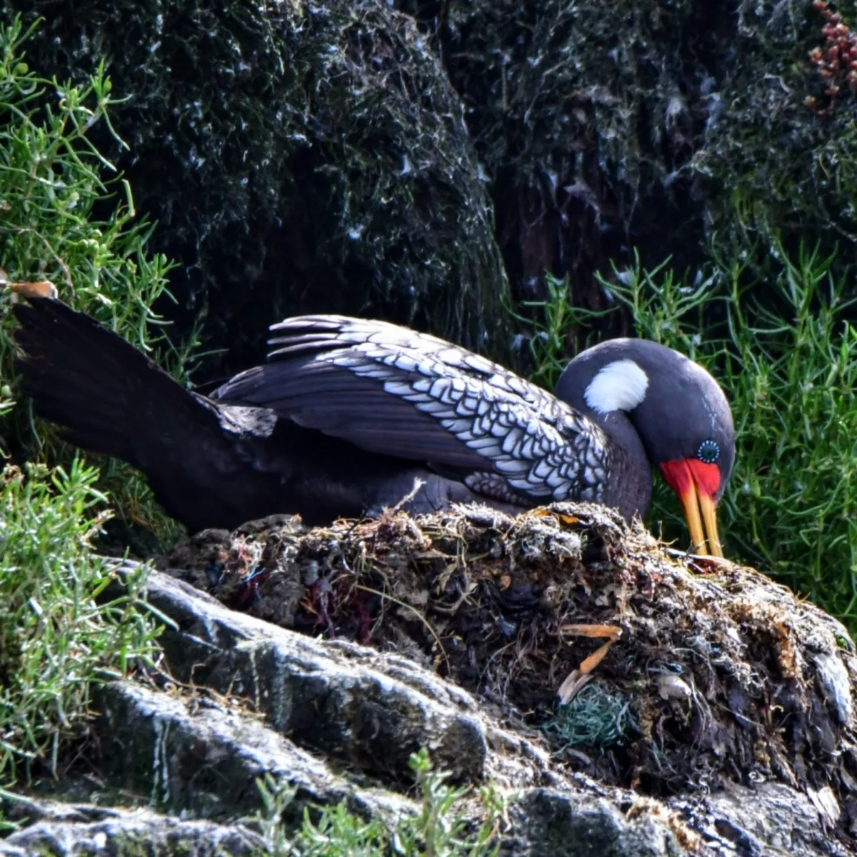 Gespotte Roodpootaalscholver