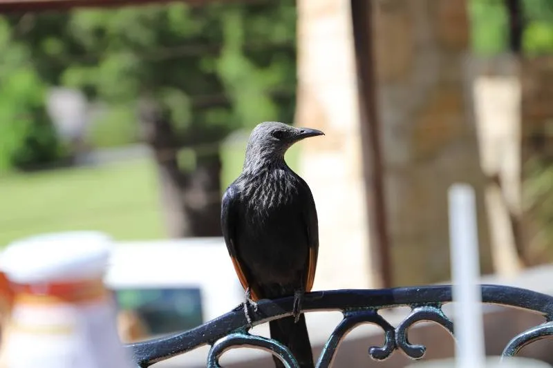 Spotted Red-winged Starling