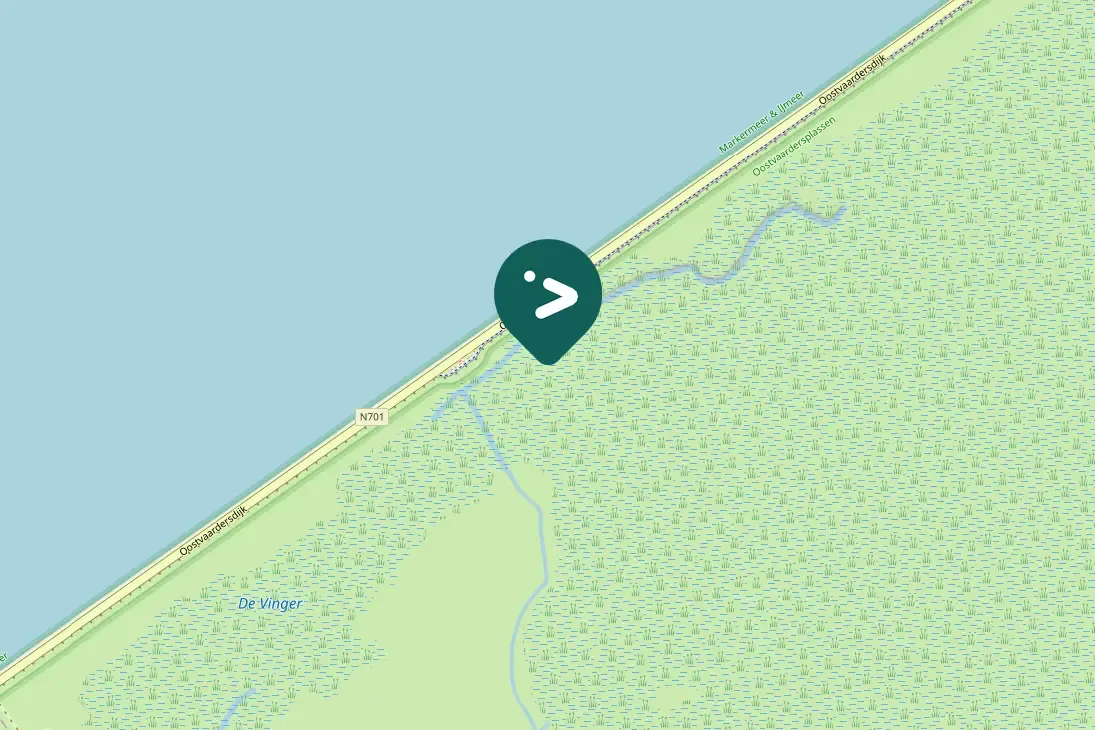 Gespotte Wilde zwaan