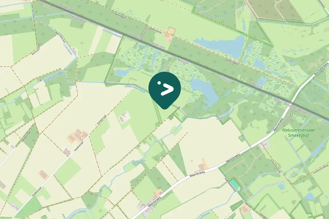 Gespotte Grauwe gans