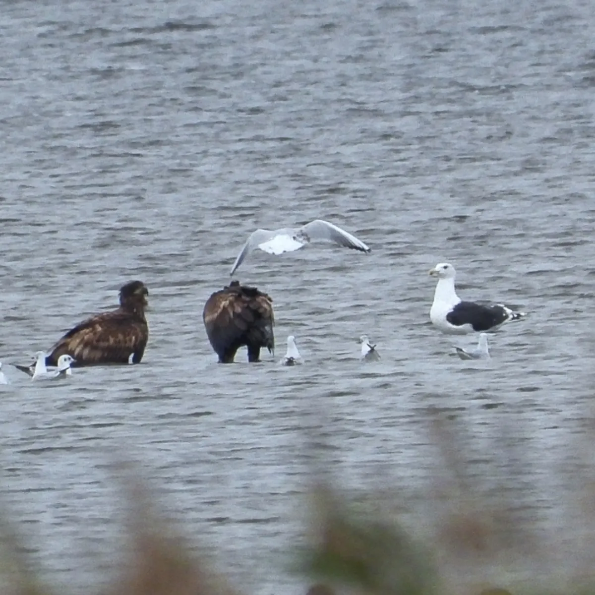 Gespotte Grote mantelmeeuw