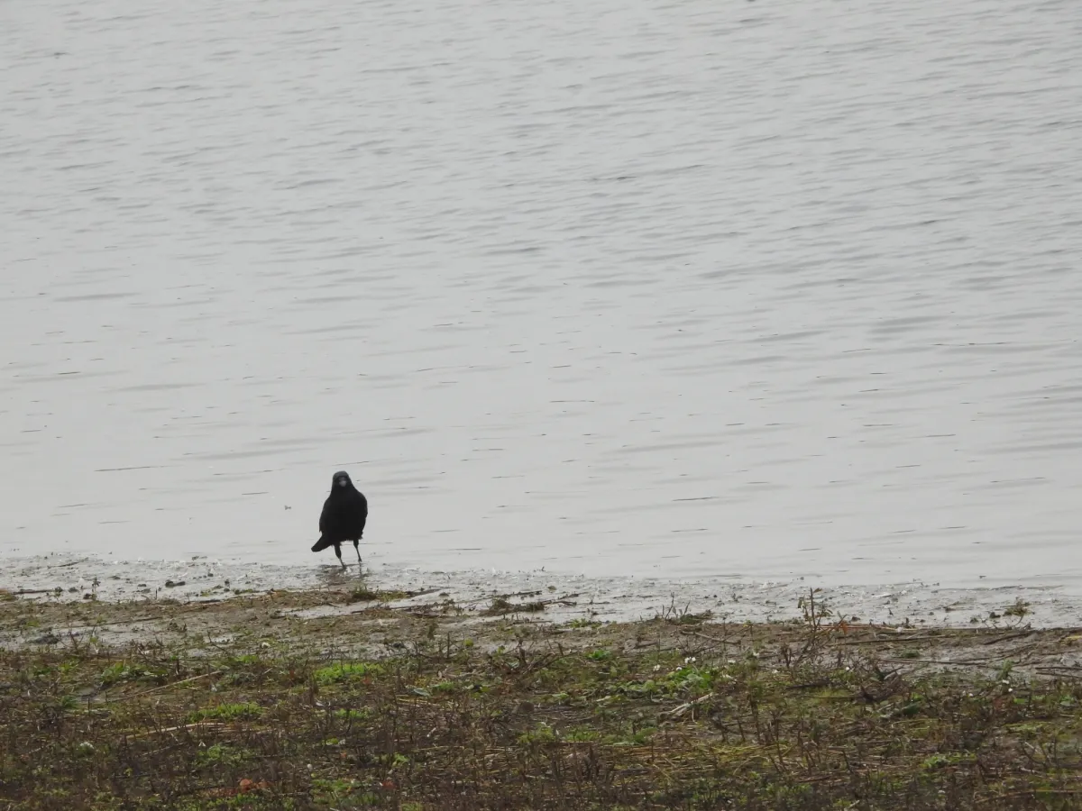 Gespotte Zwarte kraai
