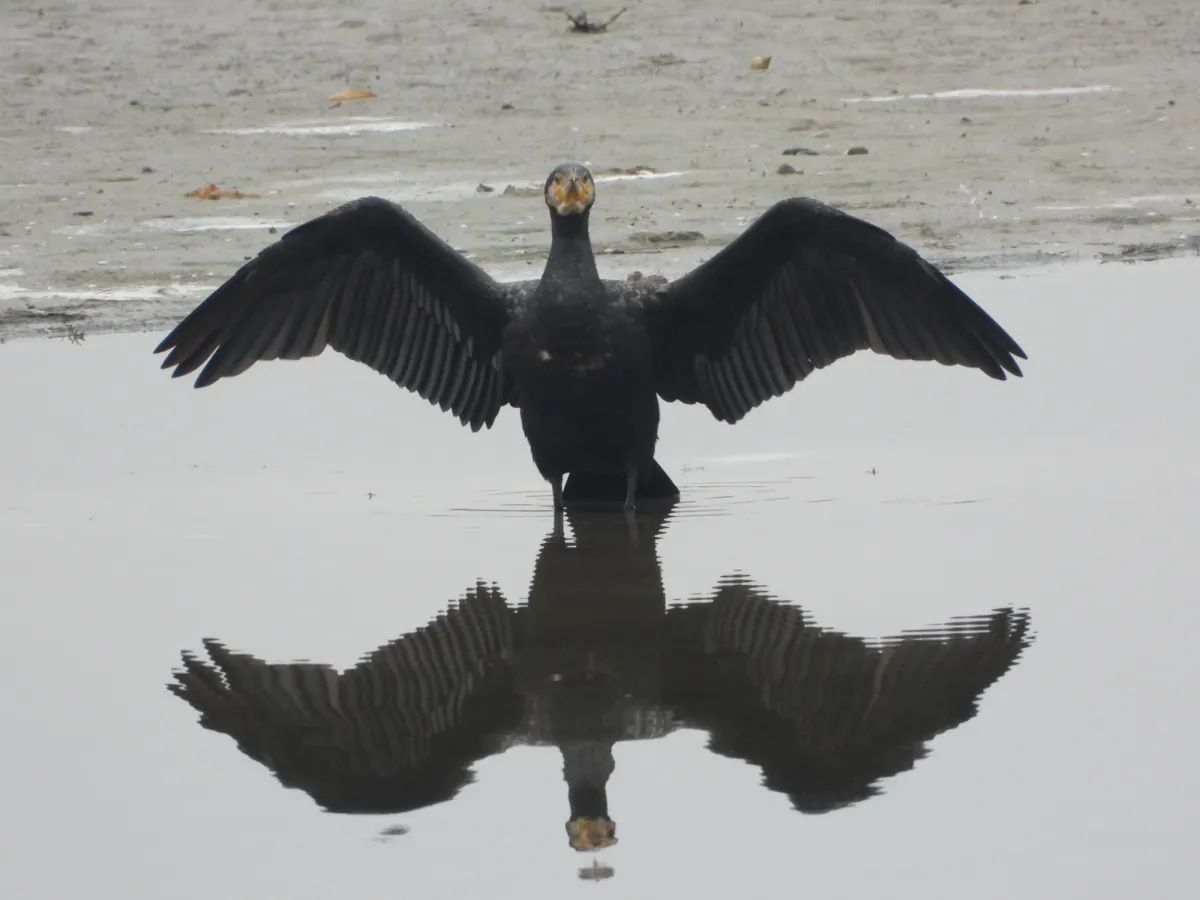 Gespotte Aalscholver