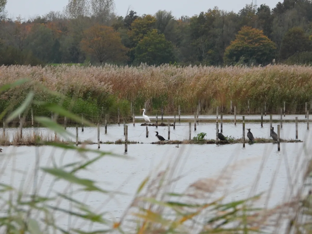 Gespotte Aalscholver