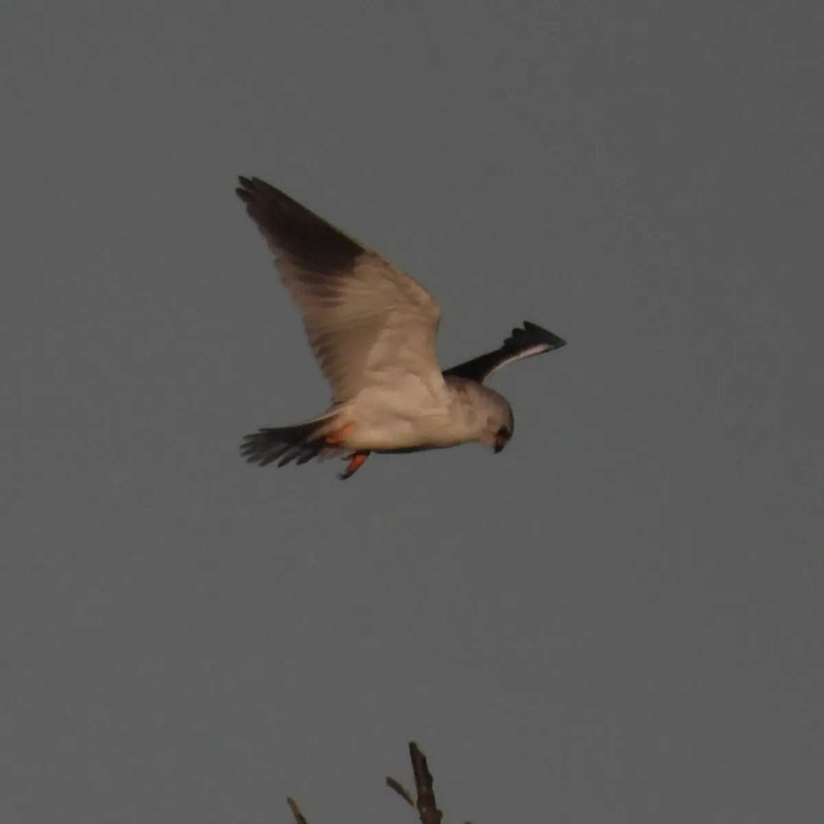 Spotted Black-winged Kite