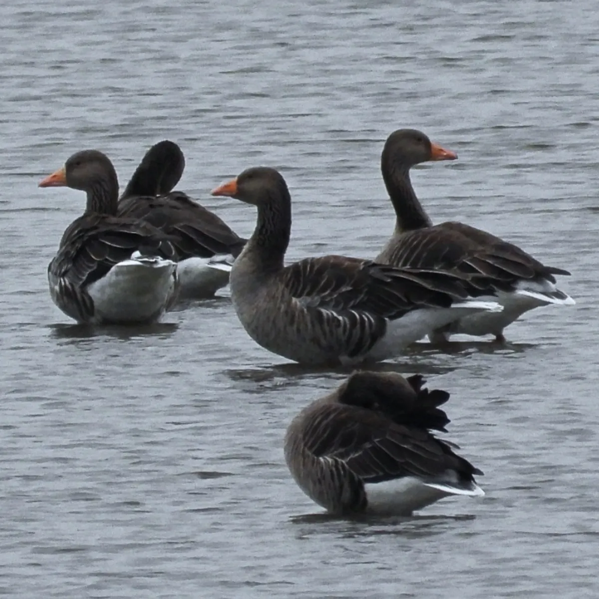 Gespotte Grauwe gans