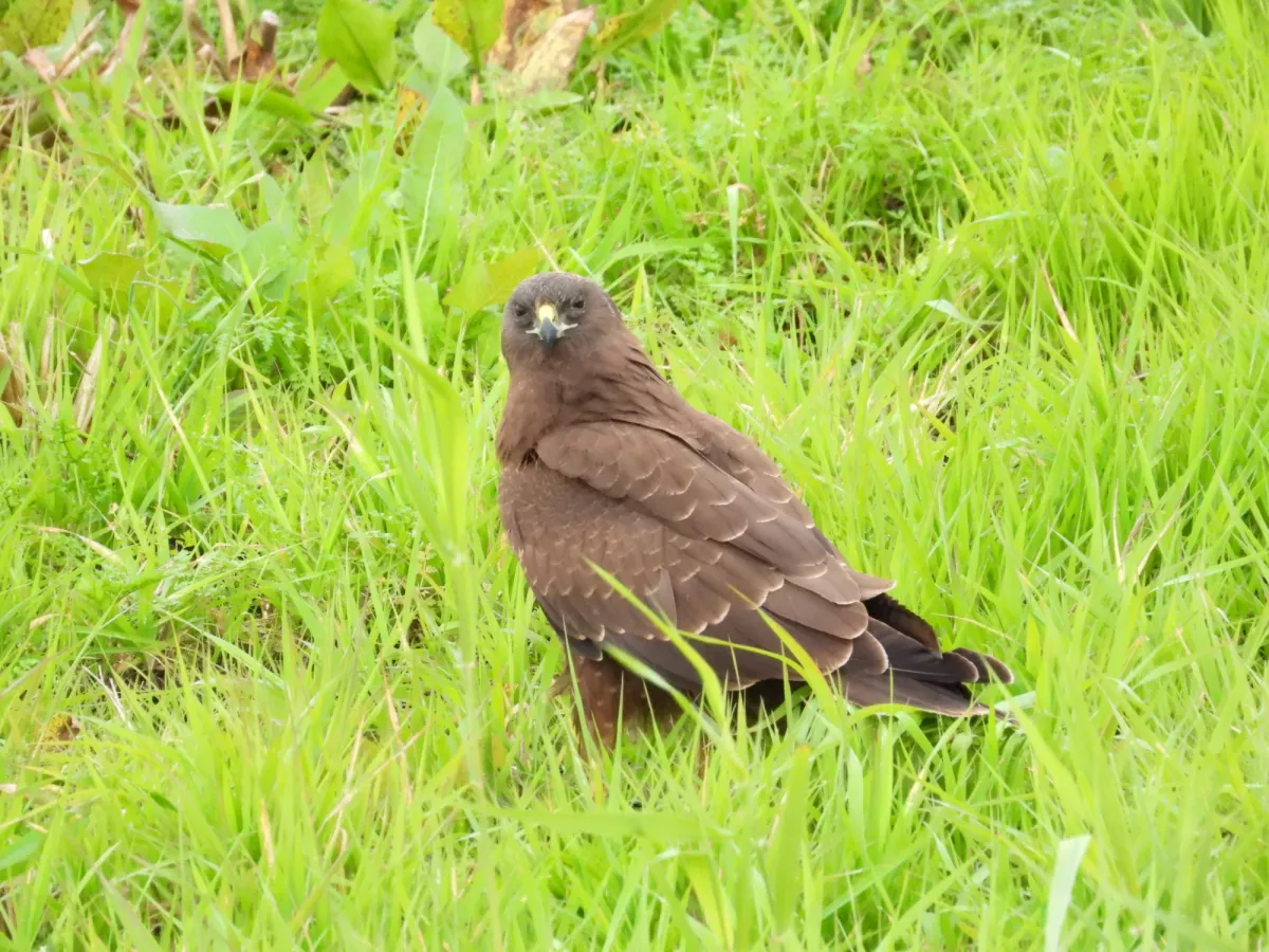 Gespotte Bruine kiekendief