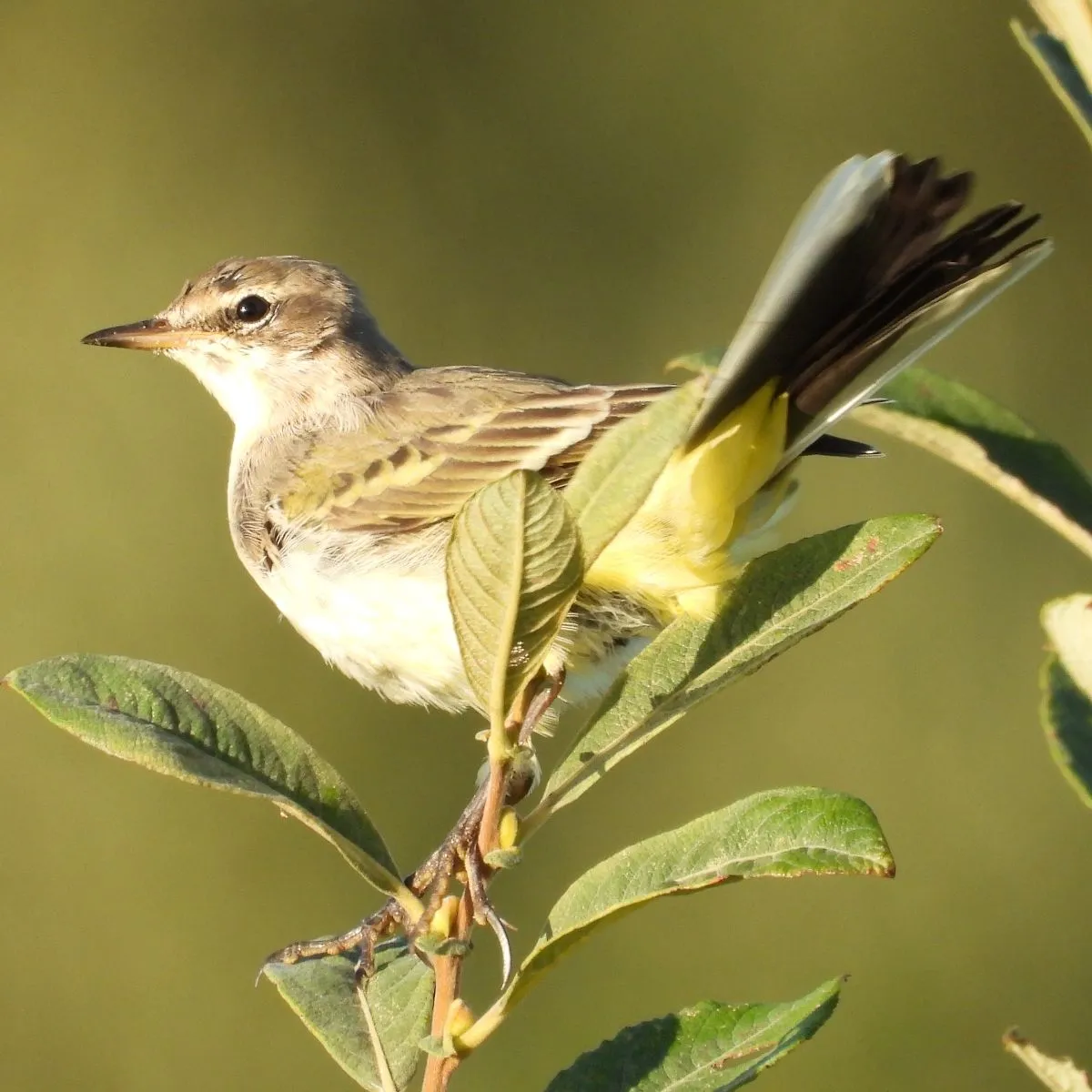 Gespotte Gele kwikstaart