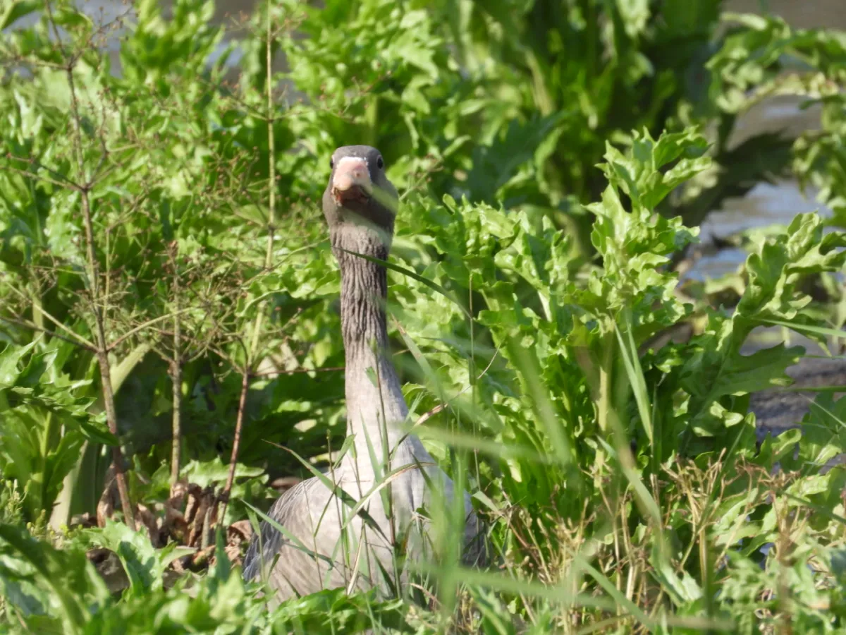 Gespotte Grauwe gans