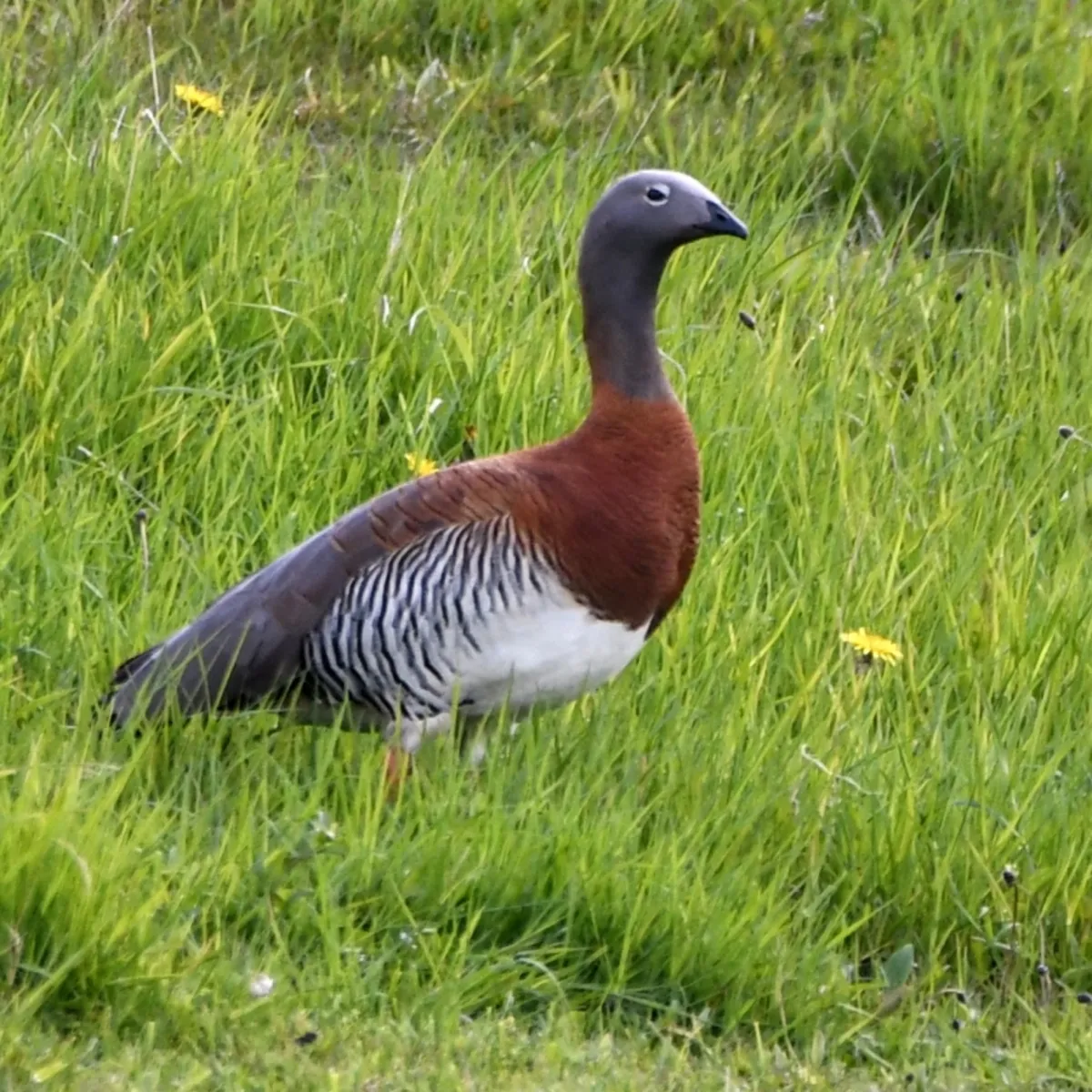 Gespotte Grijskopgans