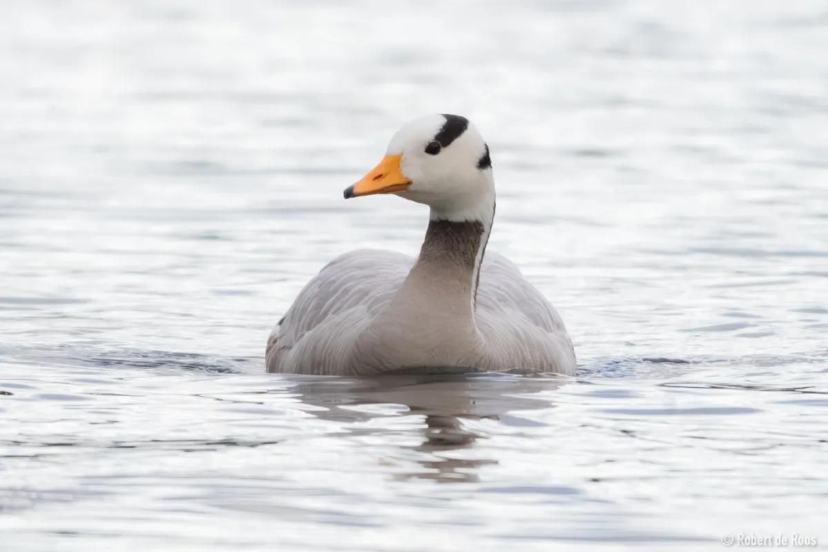 Gespotte Indische gans
