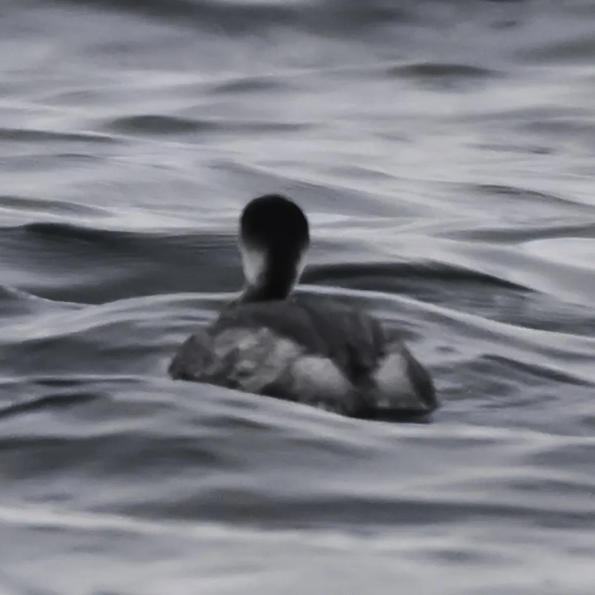 Gespotte Geoorde fuut