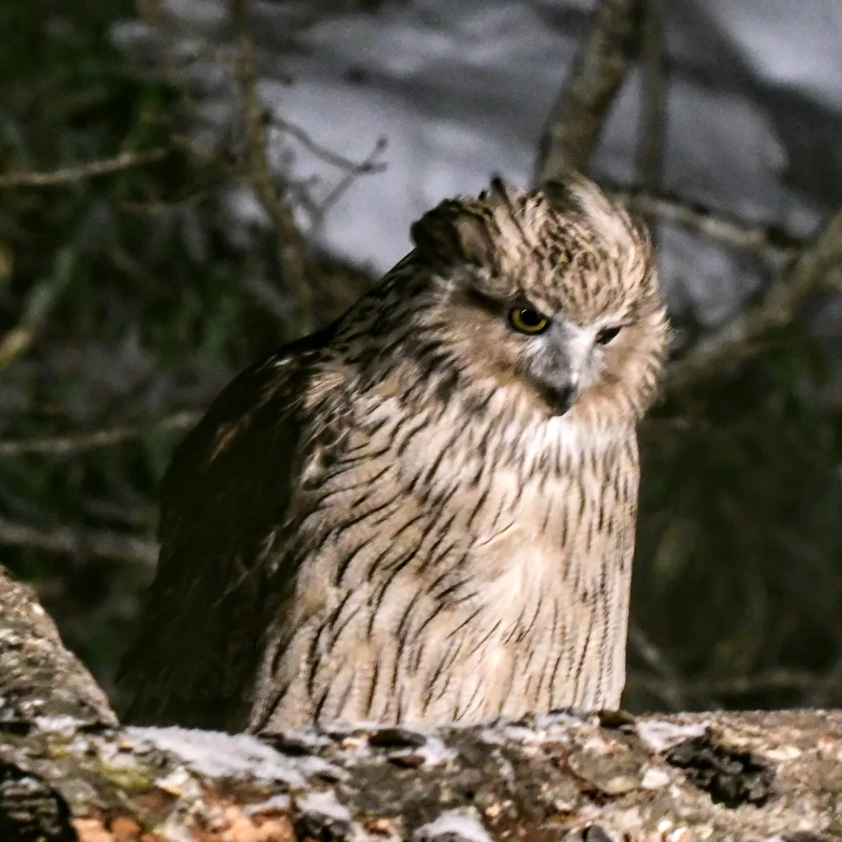 Gespotte Blakistonvisuil