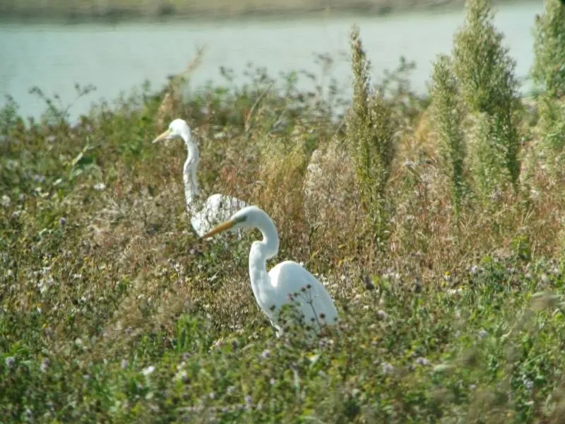 Gespotte Grote zilverreiger
