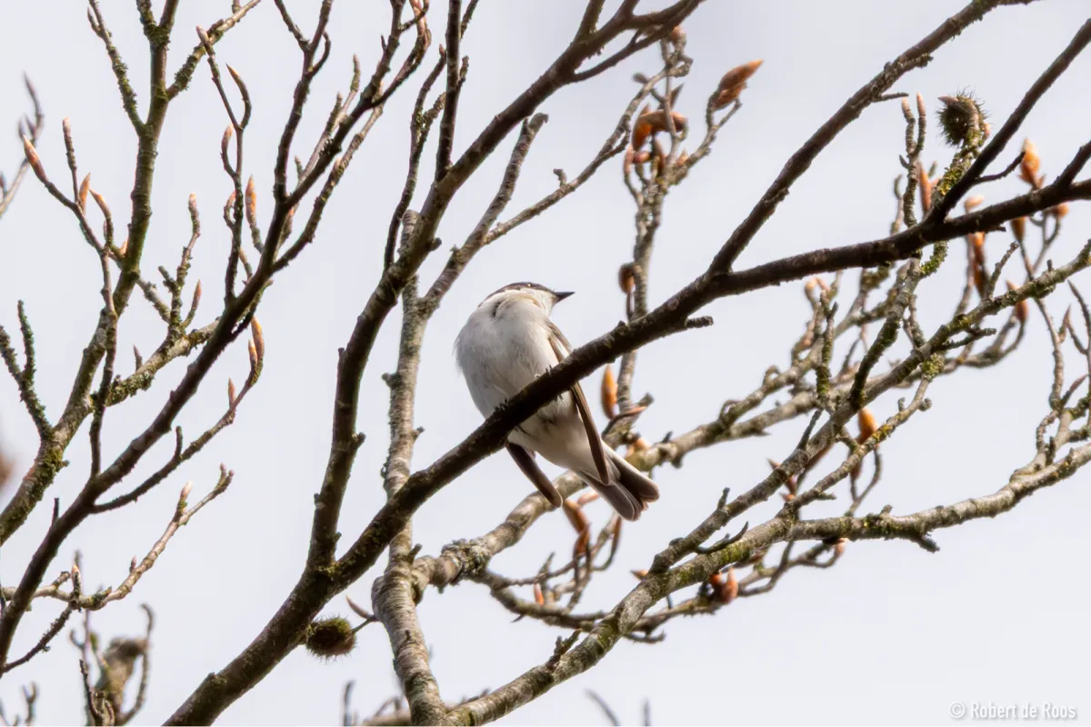 Gespotte Bonte vliegenvanger