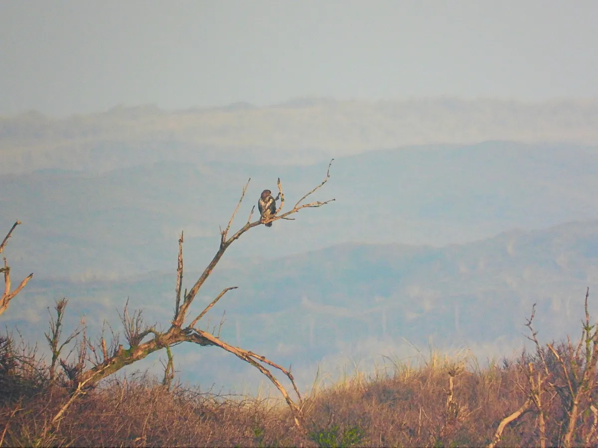 Gespotte Buizerd