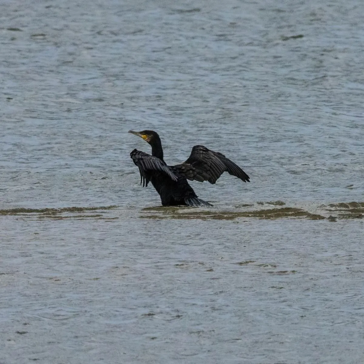 Gespotte Aalscholver