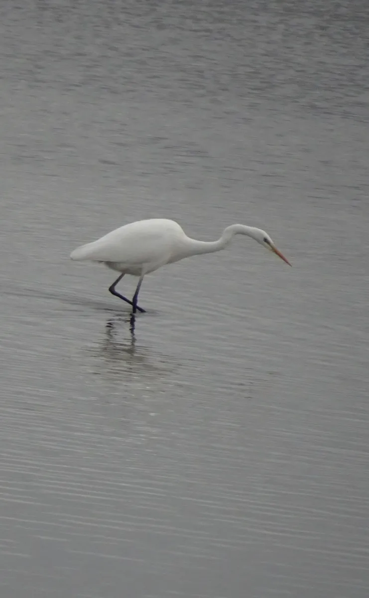 Gespotte Grote zilverreiger