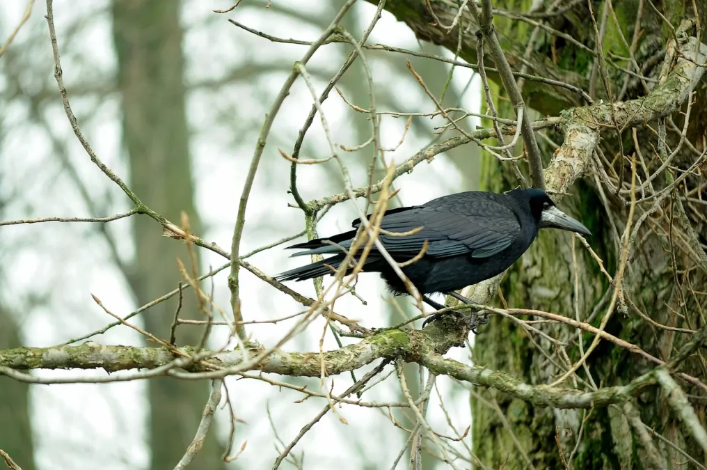 roek, vogel, boom