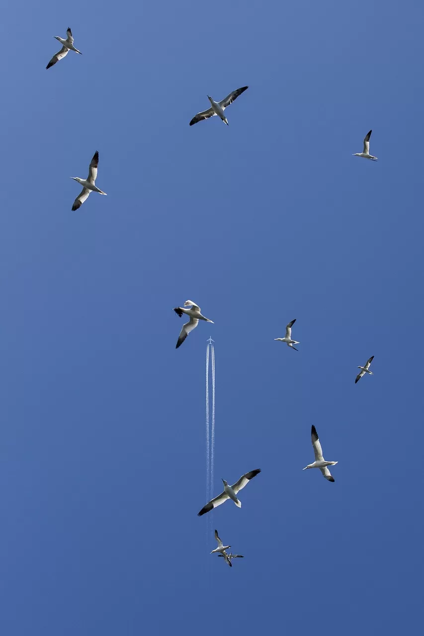 jan-van-gent, zeevogels, vliegende vogels