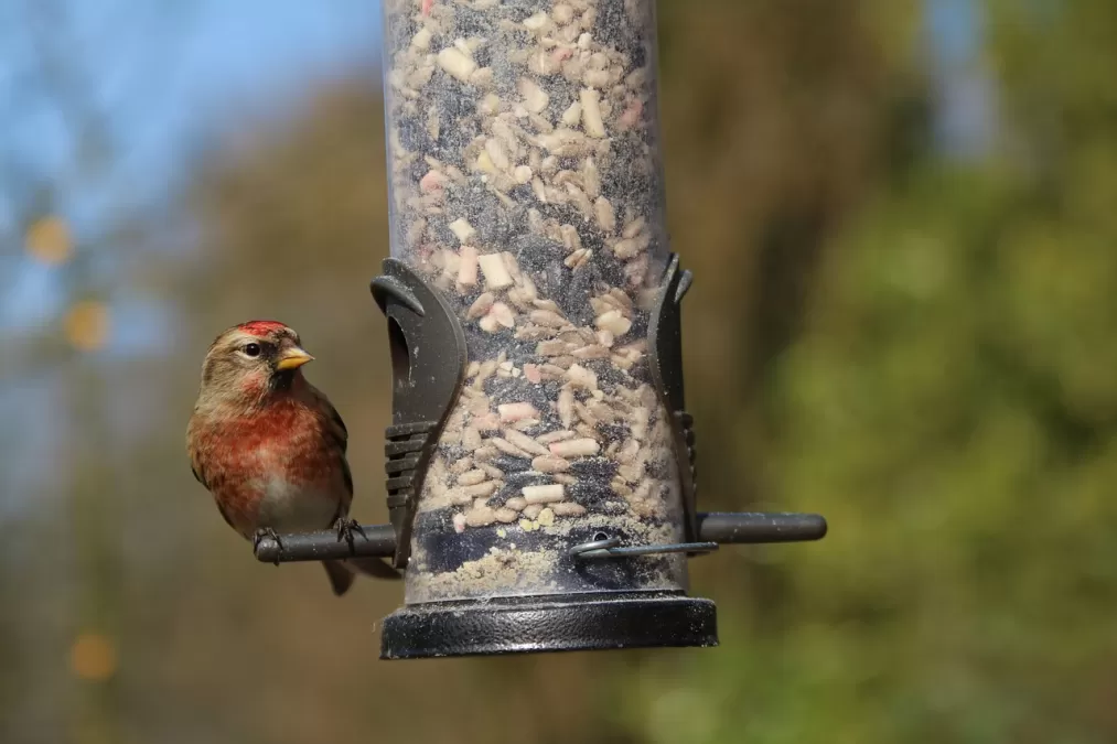 kneu, tuin vogel, brits