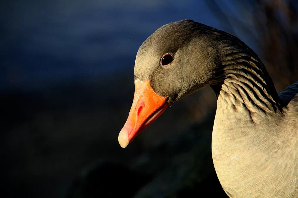 grauwe gans, gans, vogel