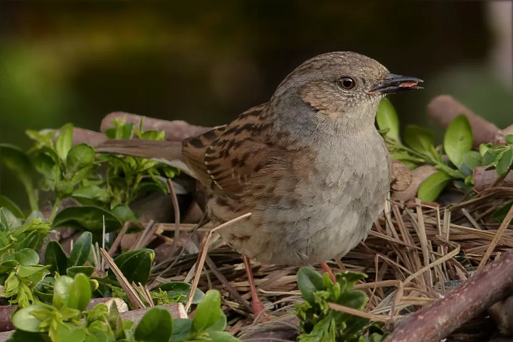 heggenmus, prunella modularis, vogel