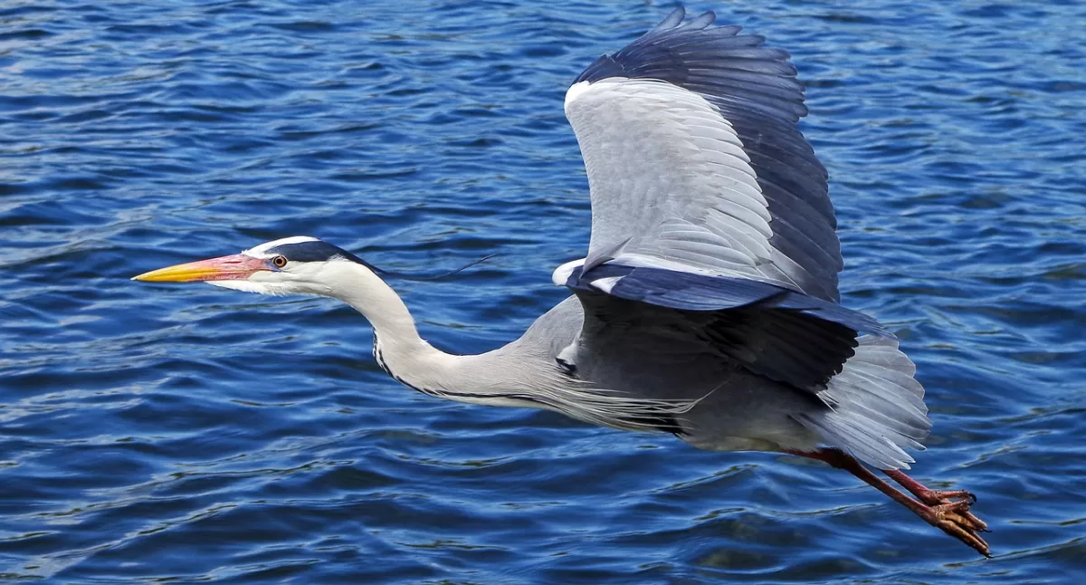 reiger, vogel, bevallig