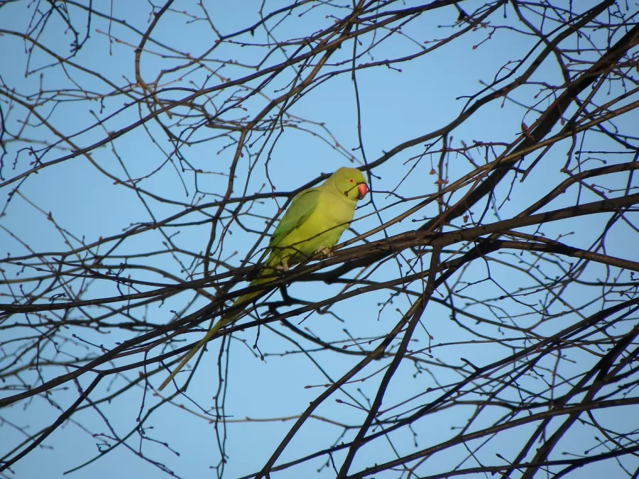 halsbandparkiet, vogel, amsterdam
