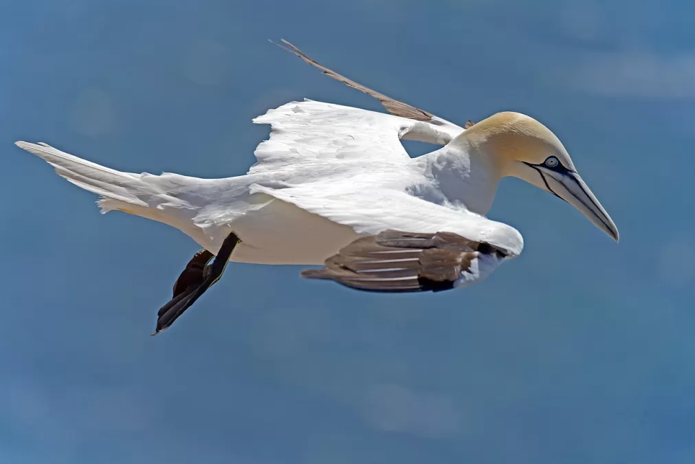 jan-van-gent, zeevogels, helgoland