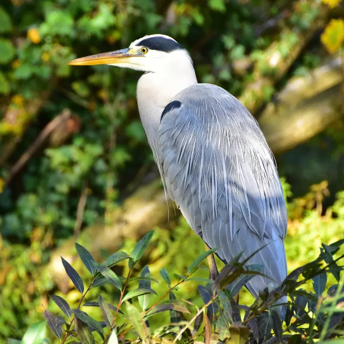blauwe reiger, vogel, natuur