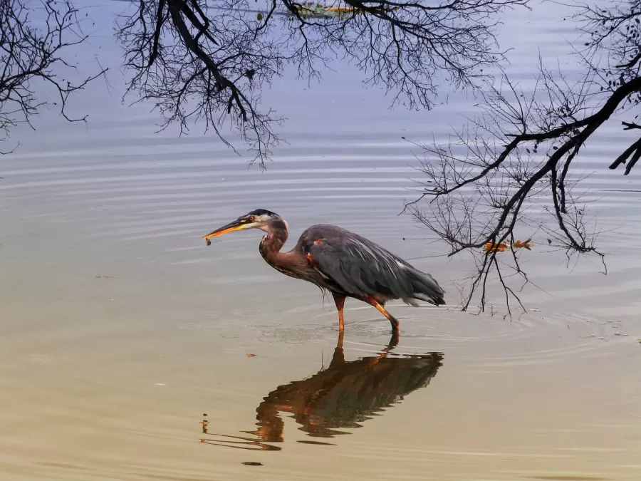 blauwe reiger, watervogel, vogel