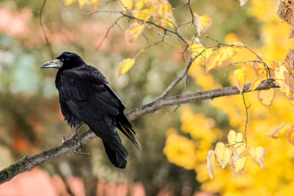 crow, roek, raaf