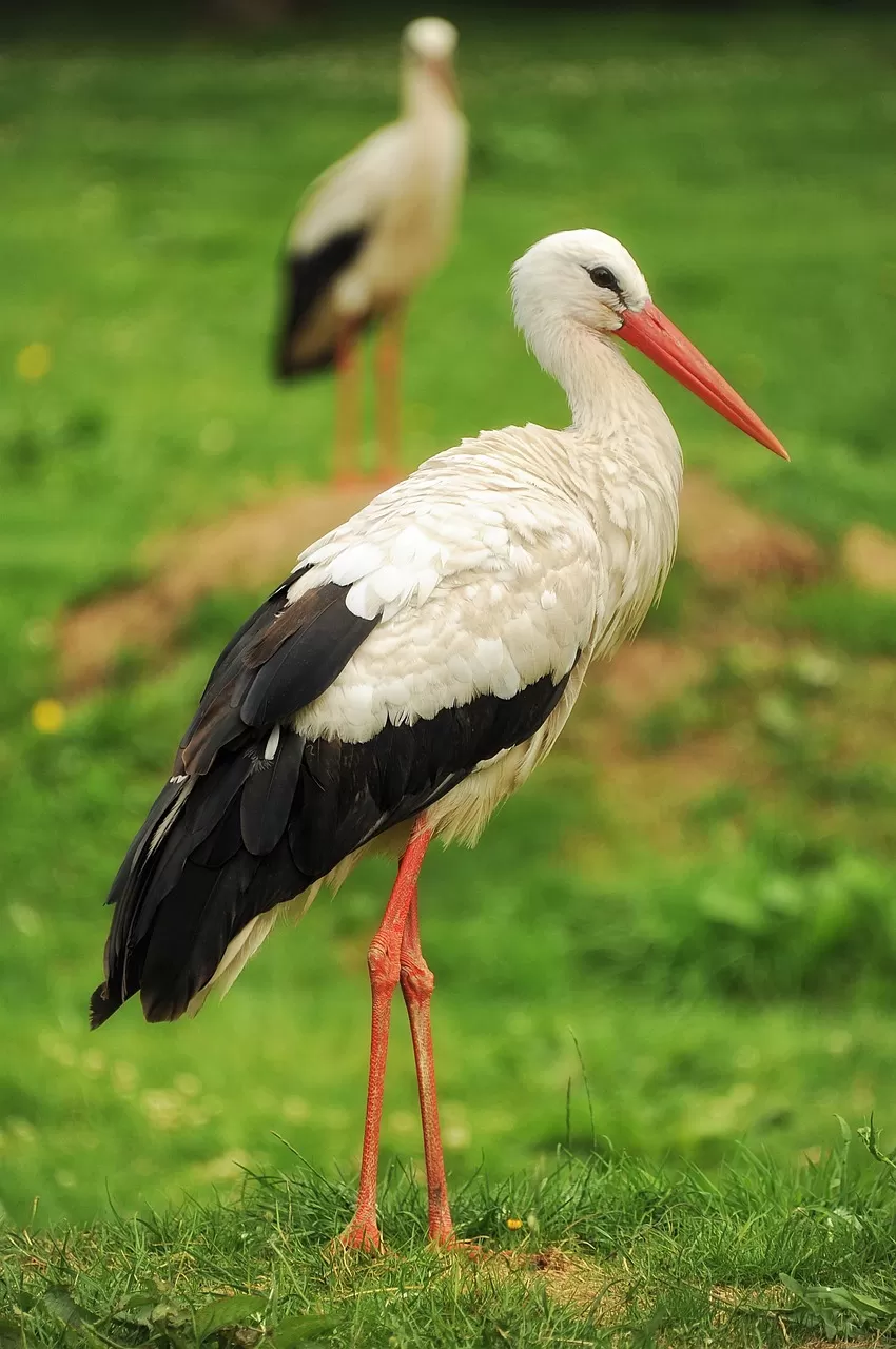 ooievaar, vogel, natuur