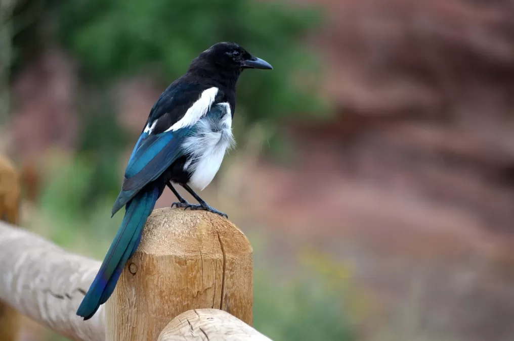 ekster, vogel, dieren in het wild